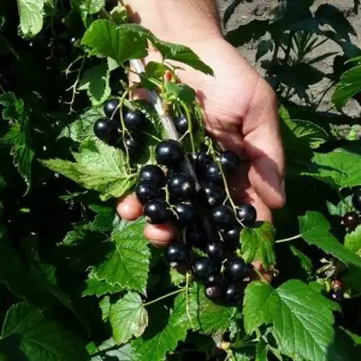 Смородина чёрная СЕЛЕЧЕНСКАЯ в Волковыске