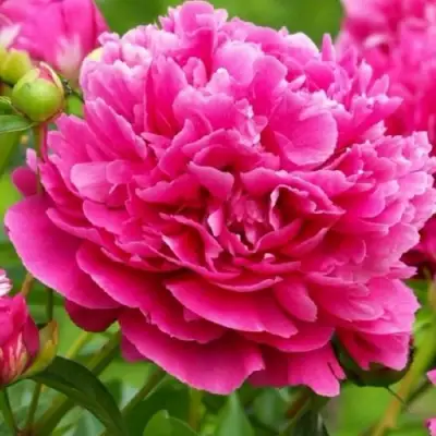 Пион НОЧНЫЕ ГРЕЗЫ древовидный в Волковыске