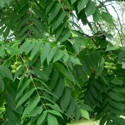 Орех МАНЬЧЖУРСКИЙ в Волковыске