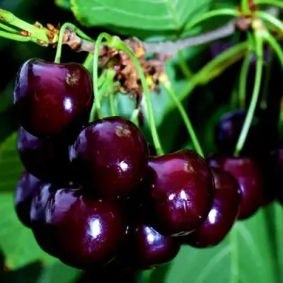 Дюк НОЧКА в Волковыске