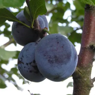 Слива ВЕНГЕРКА БЕЛОРУССКАЯ в Волковыске