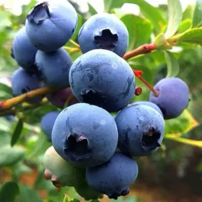 Голубика ДЮК в Волковыске