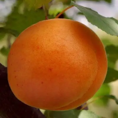 Абрикос ОЛИМП в Волковыске