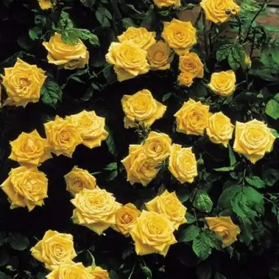 Роза ЛАНДОРА чайно-гибридная в Волковыске