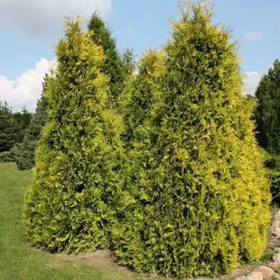 Туя АУРЕОСПИКАТА западная в Волковыске
