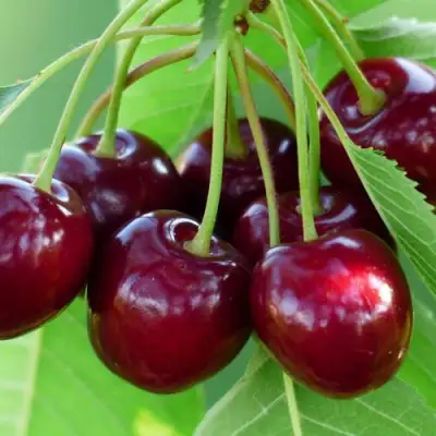 Дюк ЖИВИЦА (ЧЕРЕВИШНЯ) в Волковыске