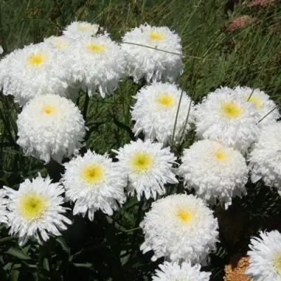 Нивяник ФИОНА ГОГХИЛЛ великолепный в Волковыске