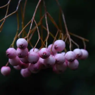 Рябина ПЕКИНСКАЯ сладкоплодная в Волковыске