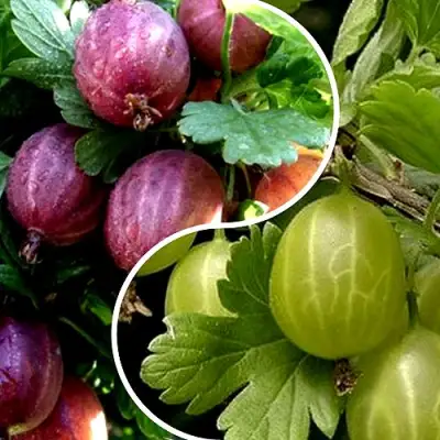 Комплект РЕДКИЙ СЧАСТЛИВЧИК в Волковыске