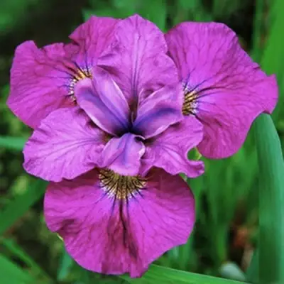 Ирис СИ Я ЛЕЙТЕР сибирский в Волковыске