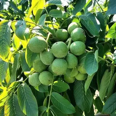 Грецкий орех  ИЗЯЩНЫЙ в Волковыске