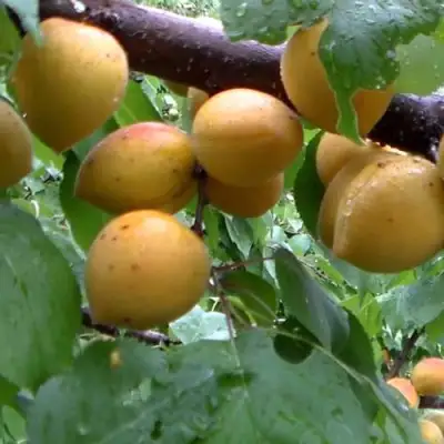 Абрикос МАНИТОБА в Волковыске