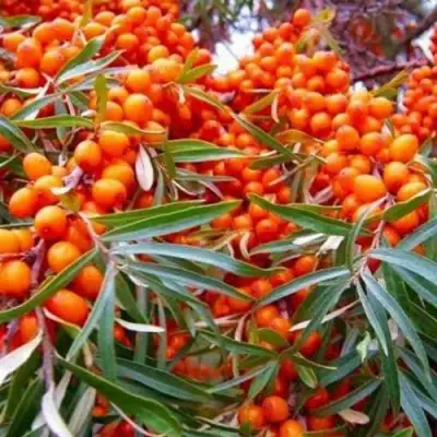 Облепиха ВОРОБЬЕВСКАЯ в Волковыске