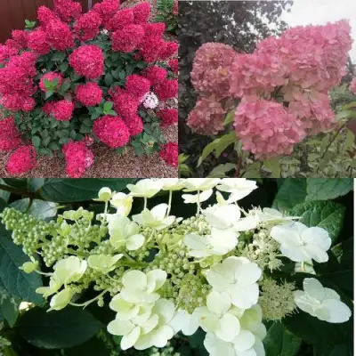 Комплект САД ЭМОЦИЙ в Волковыске