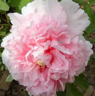 Пион БУКЕТ РОЗОВЫХ ГВОЗДИК древовидный в Волковыске