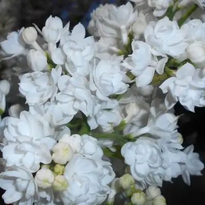 Сирень МИСС ЭЛЕН ВИЛМОТТ в Волковыске