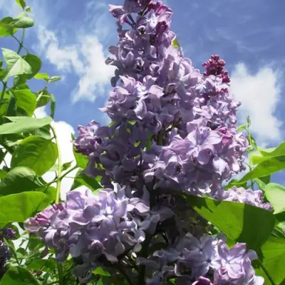 Сирень КРЫЛЬЯ НАДЕЖДЫ в Волковыске