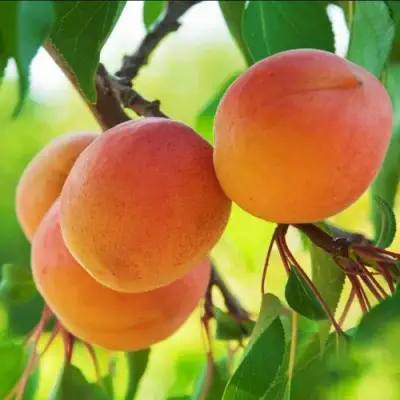 Абрикос ДЕБЮТ в Волковыске