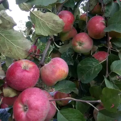 Яблоня АЛЬВА в Волковыске