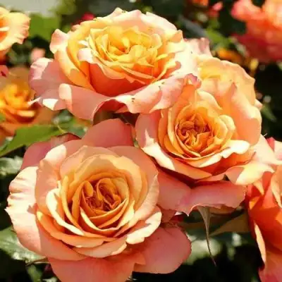 саженцы розы Ла Вилла Котта