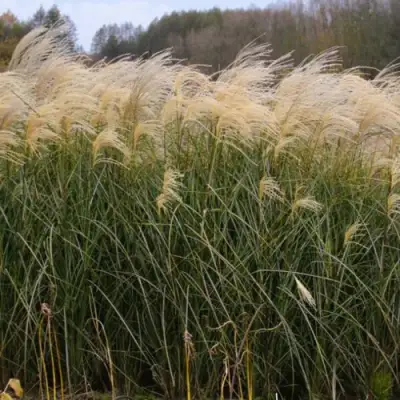 Мискантус ВАНИЛЛА СКАЙ китайский в Волковыске