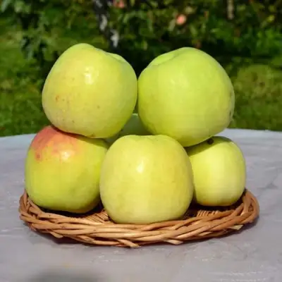 Яблоня БИРСКОЕ ГРУШЕВОЕ (БИЧИК) в Волковыске