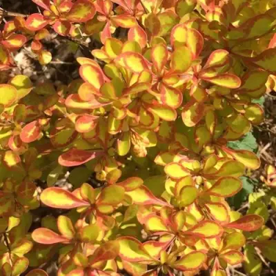 Барбарис САММЕР САНСЕТ тунберга в Волковыске