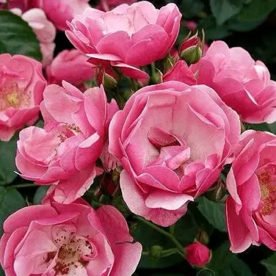 Роза АНГЕЛА флорибунда в Волковыске