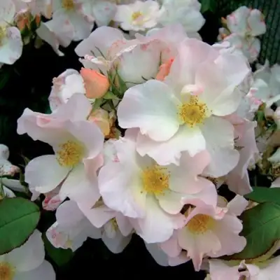 саженцы розы Салли Холмс