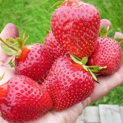 Клубника ЭЛИАНЕ в Волковыске