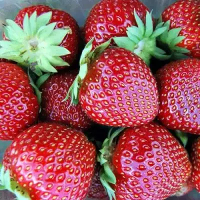 Клубника МАЛЬВИНА в Волковыске