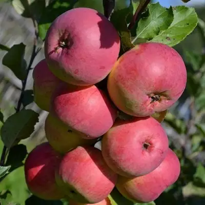 Яблоня ВЭМ-РОЗОВЫЙ в Волковыске