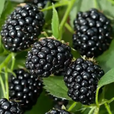 Ежевика ТРИПЛ КРАУН бесшипная  в Волковыске