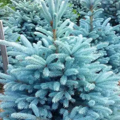 Ель МАДЖЕСТИК БЛЮ колючая в Волковыске