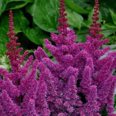 Астильба БЛЭК ЭНД БЛУ китайская в Волковыске