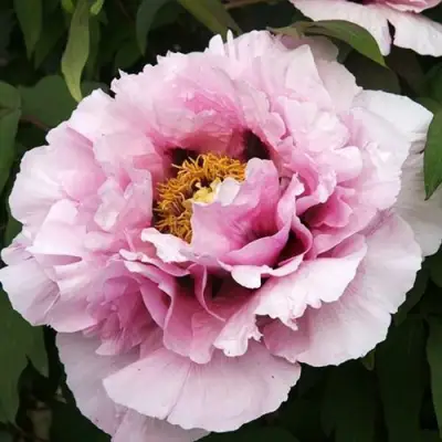 Пион РОЗОВАЯ РЕКА древовидный в Волковыске