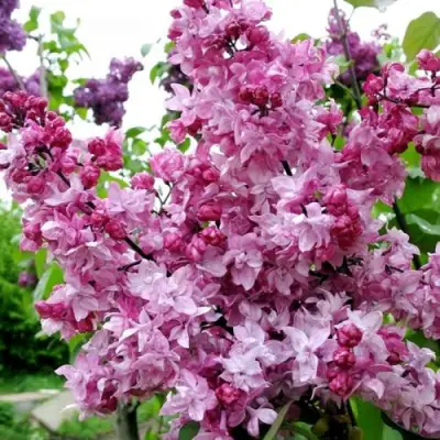 Сирень ОЛИМПИАДА КОЛЕСНИКОВА в Волковыске