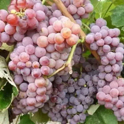 Виноград РИЛАЙНС ПИНК СИДЛИС в Волковыске