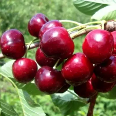 Вишня ВЯНОК в Волковыске