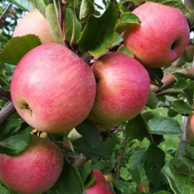 Яблоня ТЕРЕМОК в Волковыске