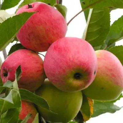 Яблоня МЕЧТА в Волковыске