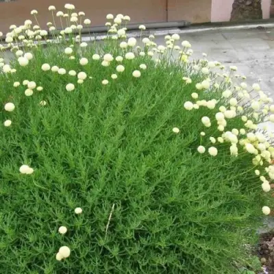 Сантолина зеленеющая в Волковыске