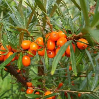 Облепиха БОТАНИЧЕСКАЯ в Волковыске