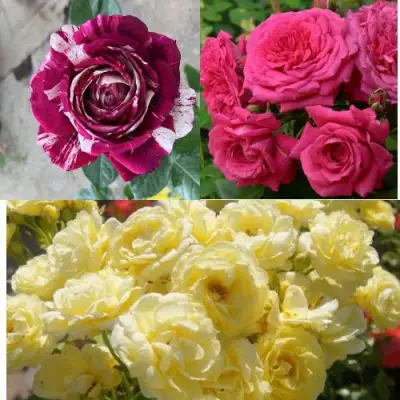 Комплект РОЗОВЫЙ АКЦЕНТ в Волковыске