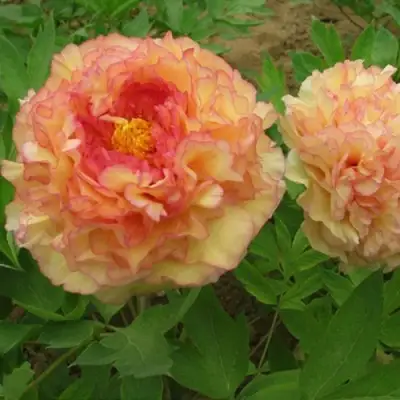 Пион ЗОЛОТАЯ РОССЫПЬ древовидный в Волковыске