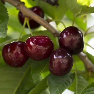 Вишня ЛАСУХА в Волковыске