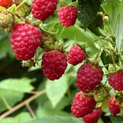 Малина ПРИМАРА в Волковыске