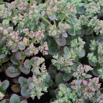 Очиток (седум) САНСПАРКЛЕР ЛАЙМ ЗИНГЕР в Волковыске