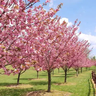 Сакура КАНЗАН в Волковыске