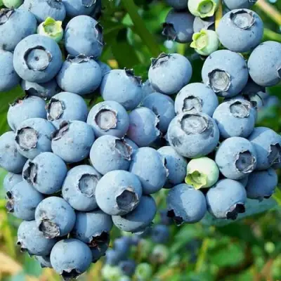 Голубика ПУРУ в Волковыске